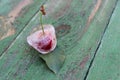 Cherries in ice. Frozen fruits. Royalty Free Stock Photo