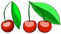 Cherries illustration