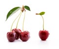 Cherries isolated on white background Royalty Free Stock Photo