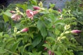 Cherries Jubilee Allamanda Rosy Pink Flowers and buds.