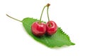 Cherries on leaf Royalty Free Stock Photo