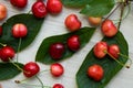Cherries with leaves and stalks, scattered on a light background Royalty Free Stock Photo
