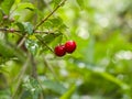 Cherries look fresh when they are wet from the rain Royalty Free Stock Photo