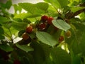 Cherries of May Royalty Free Stock Photo