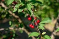 Cherries in the orchard