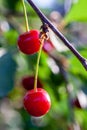 Cherries in the orchard