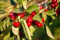 Cherries in the orchard