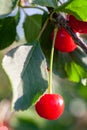 Cherries in the orchard
