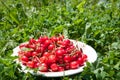 Cherries plate