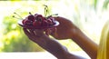 Cherries on a plate in the girl's hand Royalty Free Stock Photo