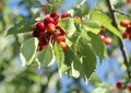 Cherries prunus cerasus pending from the branch