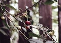 tree branch cherries sunlight outdoor garden sweet berries