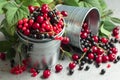 Cherries, red and black currants in a small metal bucket Royalty Free Stock Photo