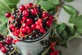 Cherries, red and black currants in a small metal bucket Royalty Free Stock Photo