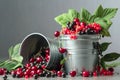 Cherries, red and black currants in a small metal bucket Royalty Free Stock Photo