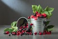 Cherries, red and black currants in a small metal bucket Royalty Free Stock Photo