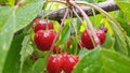 Cherries red ripe green leaves on the tree, spring background Royalty Free Stock Photo