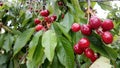 Cherries red ripe green leaves on the tree, spring background Royalty Free Stock Photo