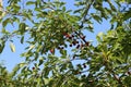 Cherries ripe on the tree in the garden in summer