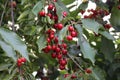 The cherries are ripe on the tree Royalty Free Stock Photo