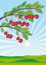 Cherries ripened in a garden Royalty Free Stock Photo