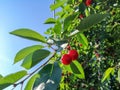 Cherries ripened on the tree. summer berries - red cherry in front of the sky A red cherry hangs from a tree. Royalty Free Stock Photo