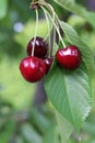 Cherries