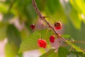 Cherries spoilt by pests, insects, plant disease, eaten by birds