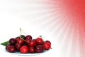 Cherries sunshine backgound Royalty Free Stock Photo