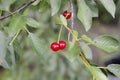 Cherries on a tree branch with green leaves Royalty Free Stock Photo
