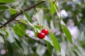 Cherries on a tree branch with green leaves Royalty Free Stock Photo