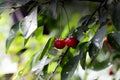 Cherries on a tree branch with green leaves Royalty Free Stock Photo