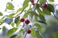 Cherries on a tree branch with green leaves Royalty Free Stock Photo