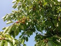 Cherries on tree branches. Seasonal berries. Cherry trees. Royalty Free Stock Photo