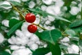 Cherries tree, cherries with green foliage Royalty Free Stock Photo