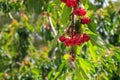 Cherries tree, cherries on the tree branch. Royalty Free Stock Photo