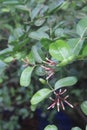 The cherries tree flower Royalty Free Stock Photo