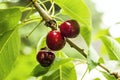 Cherries on tree