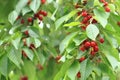 Cherries tree with fruits Royalty Free Stock Photo