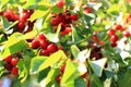 Cherries tree with fruits Royalty Free Stock Photo