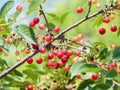 Cherries on the tree in the garden in sunny summer day Royalty Free Stock Photo