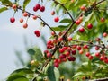 Cherries on the tree in the garden in sunny summer day Royalty Free Stock Photo