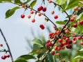 Cherries on the tree in the garden in sunny summer day Royalty Free Stock Photo