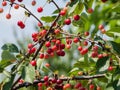 Cherries on the tree in the garden in sunny summer day Royalty Free Stock Photo