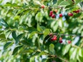 Cherries on the tree in the garden in sunny summer day Royalty Free Stock Photo