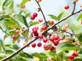 Cherries on the tree in the garden in sunny summer day Royalty Free Stock Photo