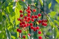 Cherries on a tree in the garden under rain Royalty Free Stock Photo