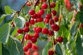 Cherries on a tree in the garden under rain. Water drops on organic ripe fruits in a rural garden Royalty Free Stock Photo