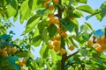 Cherries on a tree, harvest of ripe berries Royalty Free Stock Photo
