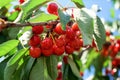Cherries on a tree - part of branch